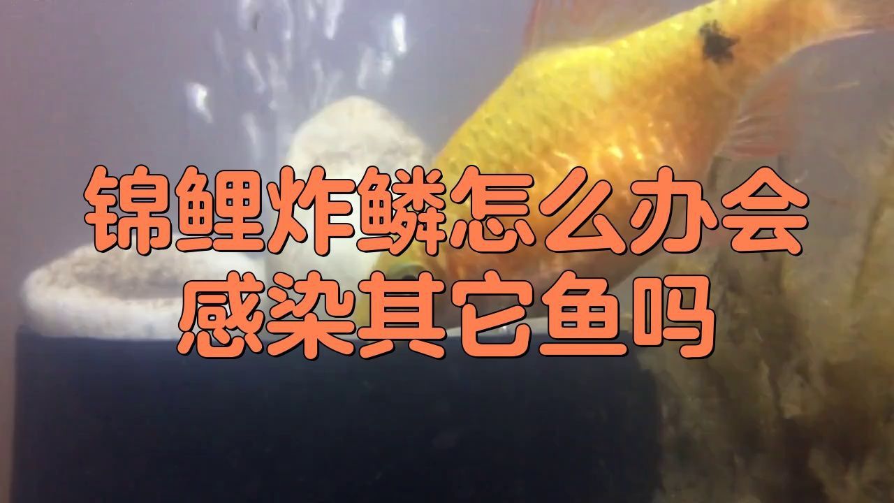 魚炸鱗會傳染給其他魚嗎？
