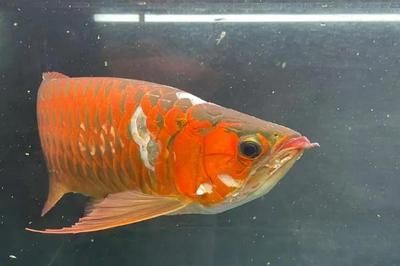 龍魚水溫23度可以嗎：龍魚水溫調(diào)節(jié)技巧分享不同品種龍魚水溫調(diào)節(jié)技巧分享