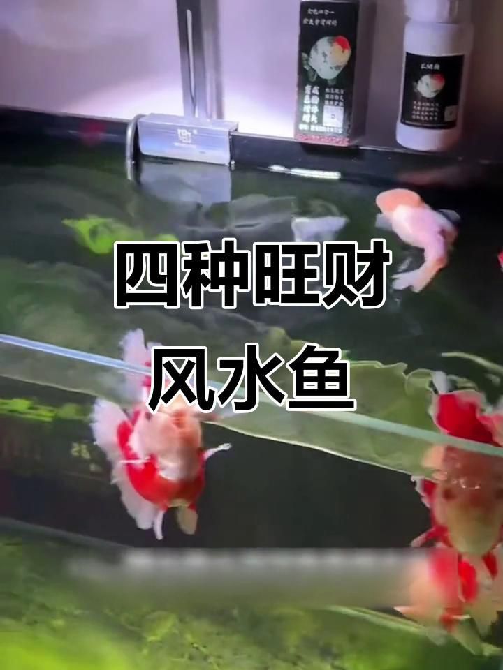 哪些風(fēng)水魚品種最適合初學(xué)者？ 哪些風(fēng)水魚品種最適合初學(xué)者？ 龍魚百科 第4張