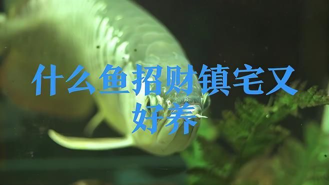 哪些風(fēng)水魚品種最適合初學(xué)者？ 哪些風(fēng)水魚品種最適合初學(xué)者？ 龍魚百科 第7張