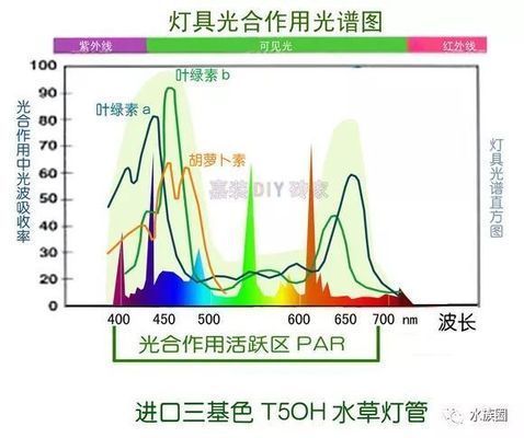 節(jié)能水族燈光源選擇指南：水族箱led燈品牌推薦