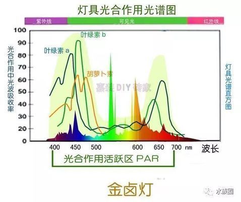 節(jié)能水族燈光源選擇指南：水族箱led燈品牌推薦