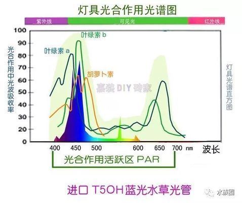 節(jié)能水族燈光源選擇指南：水族箱led燈品牌推薦