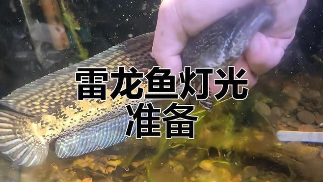 如何拍攝彩虹雷龍魚的高清照片？