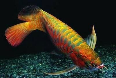 綠底紅龍魚(yú)魚(yú)鱗綠色好么紅龍魚(yú)鱗綠色好么：紅龍魚(yú)魚(yú)鱗綠色好么