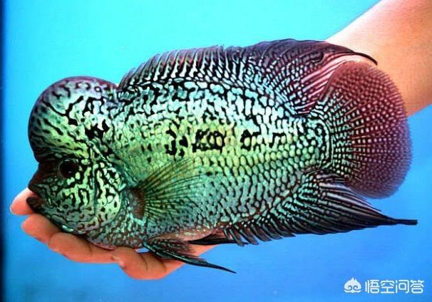 綠底紅龍魚(yú)魚(yú)鱗綠色好么紅龍魚(yú)鱗綠色好么：紅龍魚(yú)魚(yú)鱗綠色好么