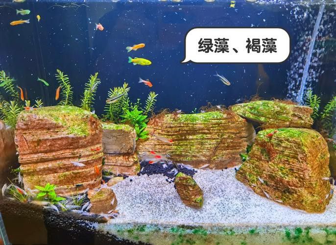 有哪些清潔劑適合魚化龍擺件？ 有哪些清潔劑適合魚化龍擺件？ 龍魚百科 第5張