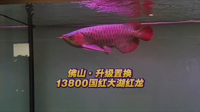 大湖紅龍魚對比印尼紅龍魚哪個好吃 大湖紅龍魚對比印尼紅龍魚哪個好吃 龍魚百科 第1張