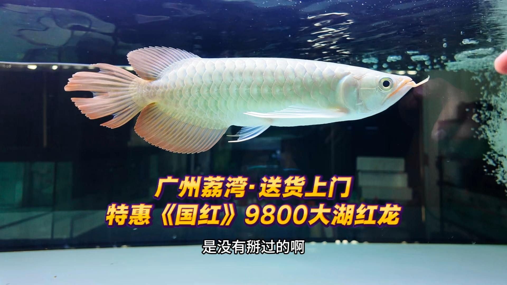 大湖紅龍魚對比印尼紅龍魚哪個好吃 大湖紅龍魚對比印尼紅龍魚哪個好吃 龍魚百科 第2張