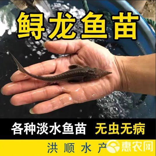 西安龍魚苗批發(fā)市場在哪里有賣的