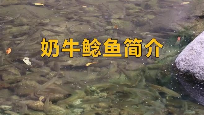 奶牛鯰魚