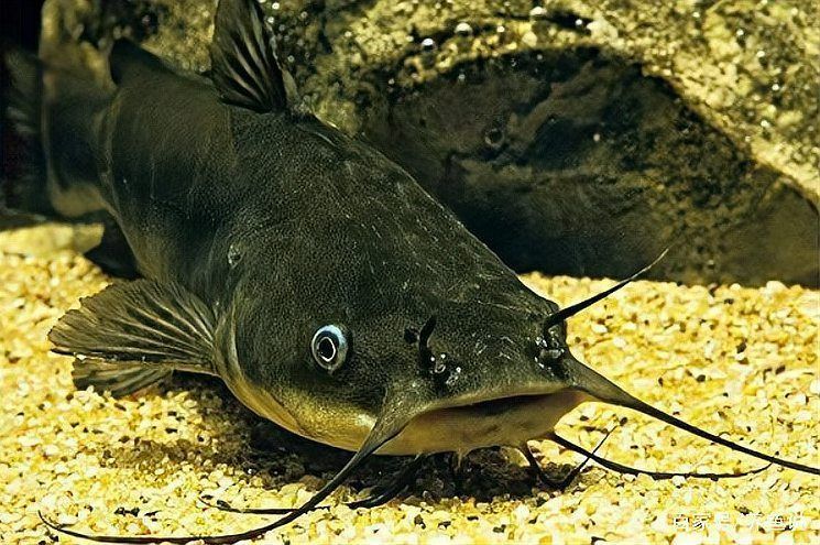 奶牛鯰魚