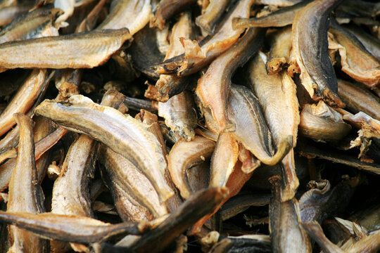龍魚可以喂魚干嗎：龍魚可以喂食魚干嗎龍魚可以喂魚干嗎，龍魚可以喂魚干嗎