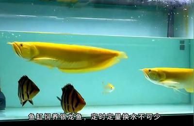 養銀龍魚的十大禁忌