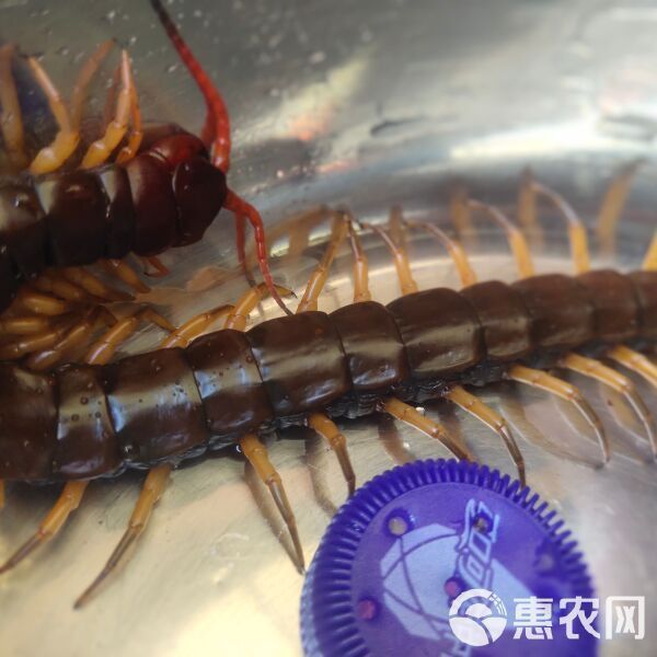 南寧龍魚價格查詢網(wǎng)站最新