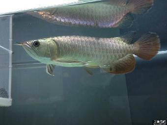 金龍魚進貨價格：金龍魚價格