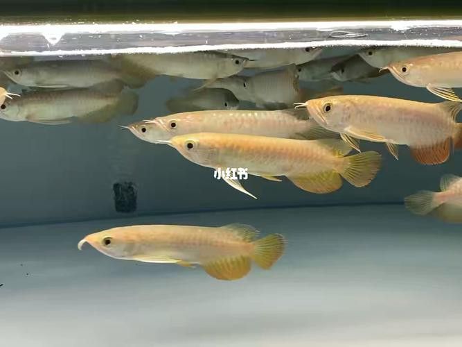 金龍紅龍魚苗怎么區分好壞呢 金龍紅龍魚苗怎么區分好壞呢 龍魚百科 第2張