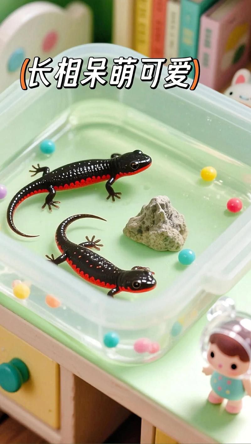 小火龍魚繁殖時需要注意什么？