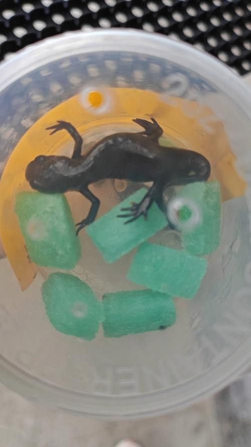 小火龍魚繁殖時需要注意什么？