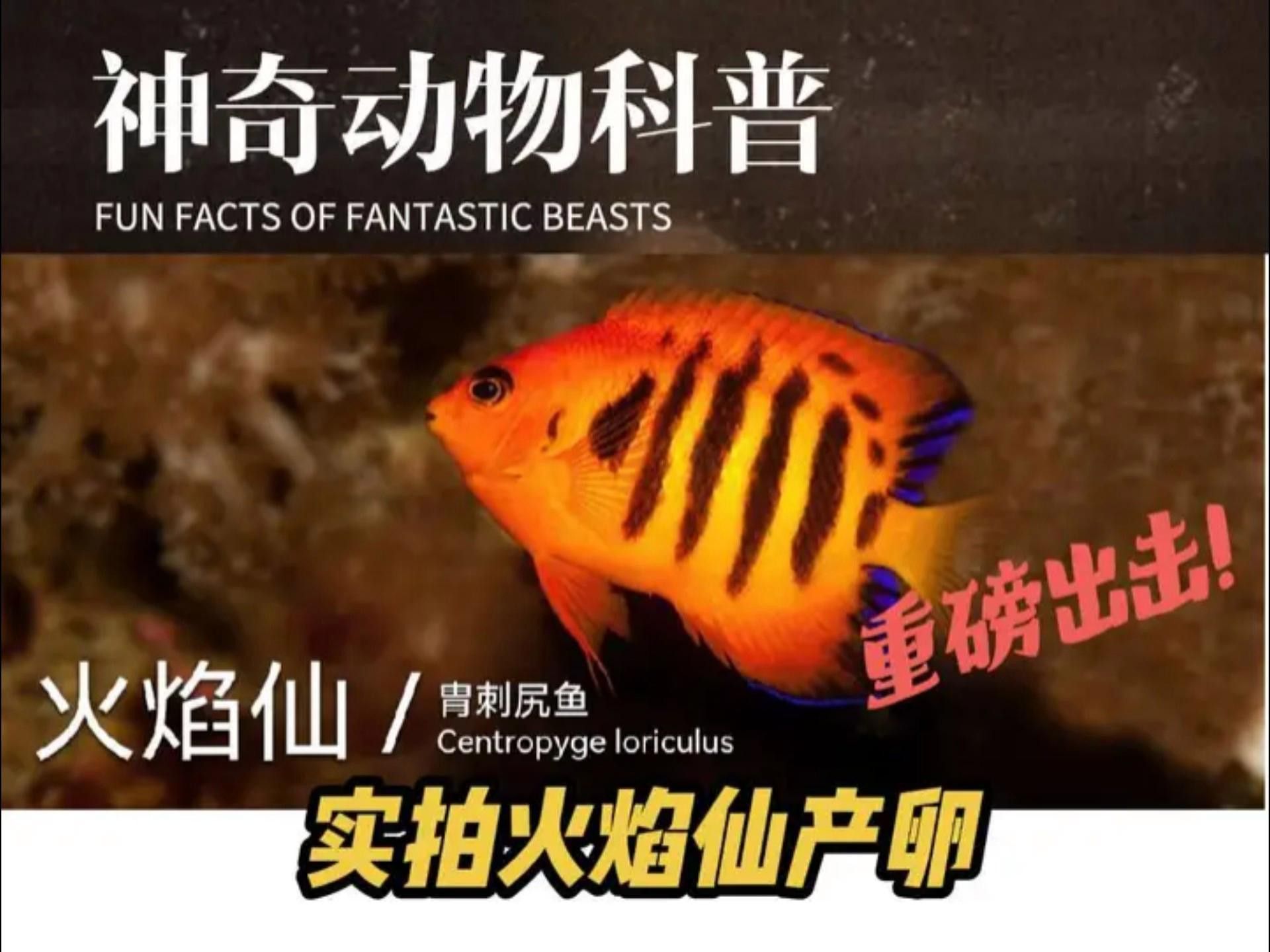 小火龍魚繁殖時需要注意什么？