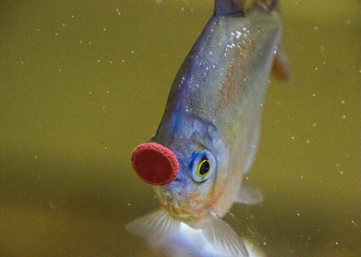 小火龍魚繁殖時需要注意什么？