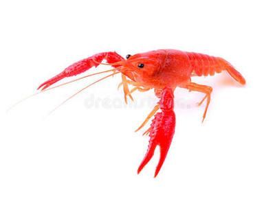 龍魚白底好還是黑底好（白底和黑底的魚缸各有優點和適用情況） 龍魚白底好還是黑底好（白底和黑底的魚缸各有優點和適用情況） 龍魚百科 第1張