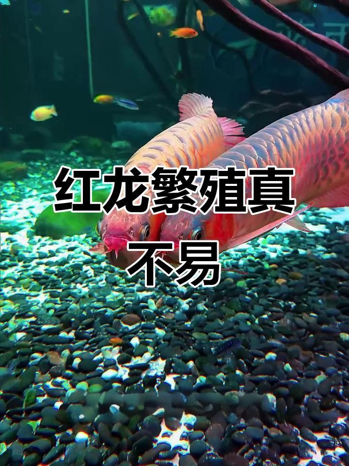 紅龍魚和金龍魚哪個繁殖更難？