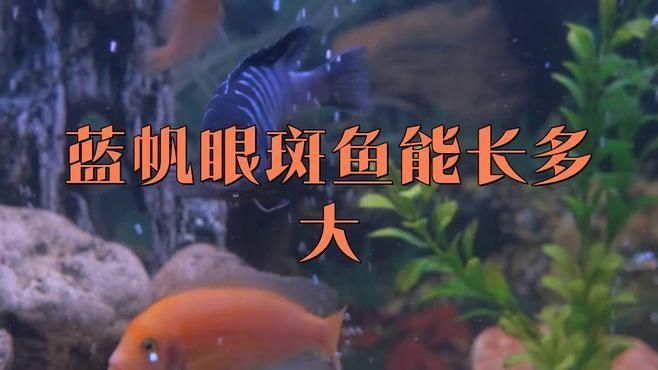 藍帆眼斑魚能長多大