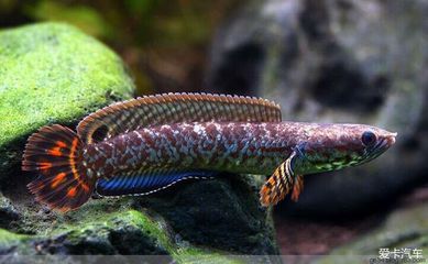 什么雷龍魚是冷水的動物：雷龍魚品種能夠在冷水環境中生存