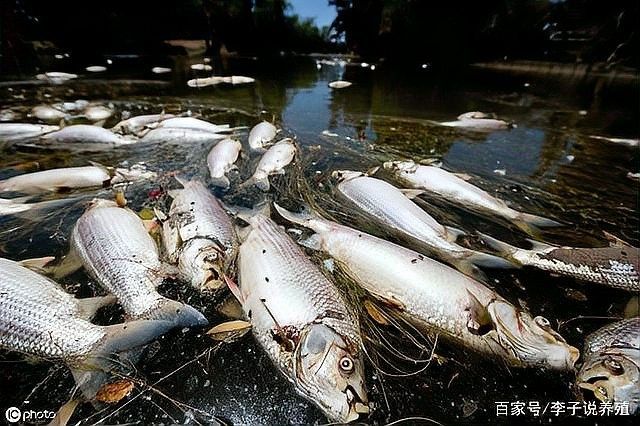 龍魚趴缸是怎么回事