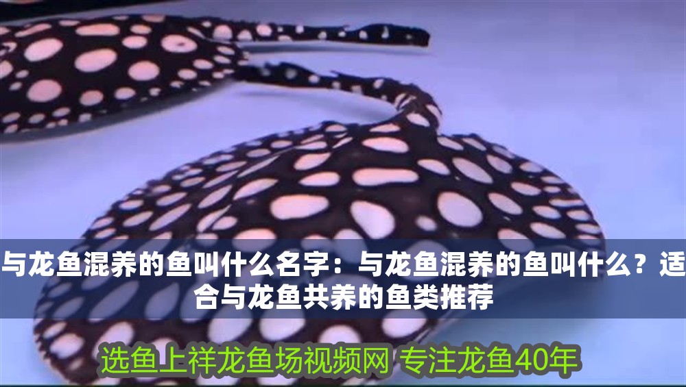 與龍魚混養(yǎng)的魚叫什么名字:與龍魚混養(yǎng)的魚叫什么?適合與龍魚共養(yǎng)的魚類推薦 龍魚百科 第1張 與龍魚混養(yǎng)的魚叫什么名字:與龍魚混養(yǎng)的魚叫什么?適合與龍魚共養(yǎng)的魚類推薦 與龍魚混養(yǎng)的魚叫什么名字:與龍魚混養(yǎng)的魚叫什么?適合與龍魚共養(yǎng)的魚類推薦 龍魚百科 第1張