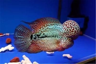 喂龍魚面包蟲方法：關(guān)于喂食龍魚面包蟲的詳細(xì)方法和注意事項(xiàng)