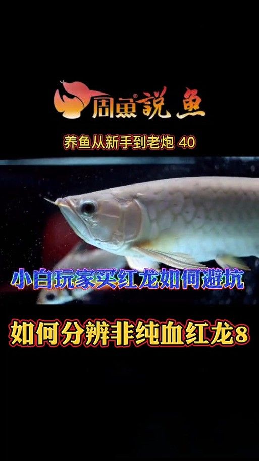 血紅龍是金龍魚嗎圖片欣賞