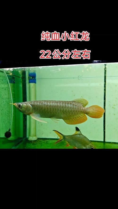 血紅龍是金龍魚嗎圖片欣賞