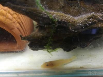 龍魚配什么清理缸的魚糞便：適合與龍魚混養(yǎng)并能幫助清理魚缸糞便的幾種魚類 龍魚配什么清理缸的魚糞便：適合與龍魚混養(yǎng)并能幫助清理魚缸糞便的幾種魚類 龍魚百科 第5張