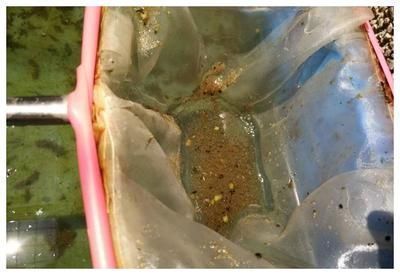 龍魚配什么清理缸的魚糞便：適合與龍魚混養(yǎng)并能幫助清理魚缸糞便的幾種魚類 龍魚配什么清理缸的魚糞便：適合與龍魚混養(yǎng)并能幫助清理魚缸糞便的幾種魚類 龍魚百科 第4張