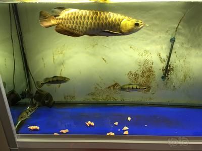 魚龍和龍魚的區(qū)別：魚龍和龍魚是兩種完全不同的生物，它們是兩種完全不同的生物