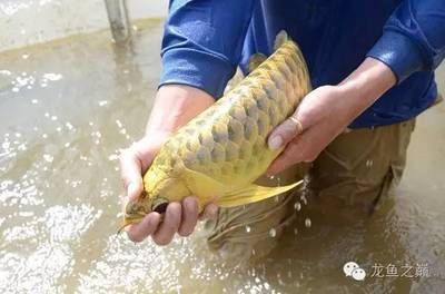 龍魚的配魚身上有傷了（龍魚的配魚身上有傷，這可能會對龍魚的健康產生一定的影響） 龍魚的配魚身上有傷了（龍魚的配魚身上有傷，這可能會對龍魚的健康產生一定的影響） 龍魚百科 第1張
