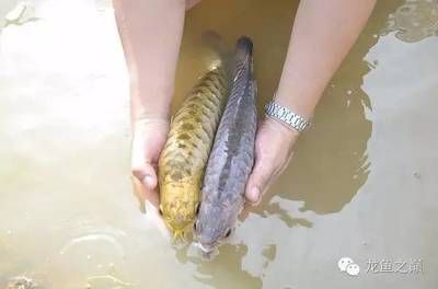 龍魚的配魚身上有傷了（龍魚的配魚身上有傷，這可能會對龍魚的健康產生一定的影響） 龍魚的配魚身上有傷了（龍魚的配魚身上有傷，這可能會對龍魚的健康產生一定的影響） 龍魚百科 第3張