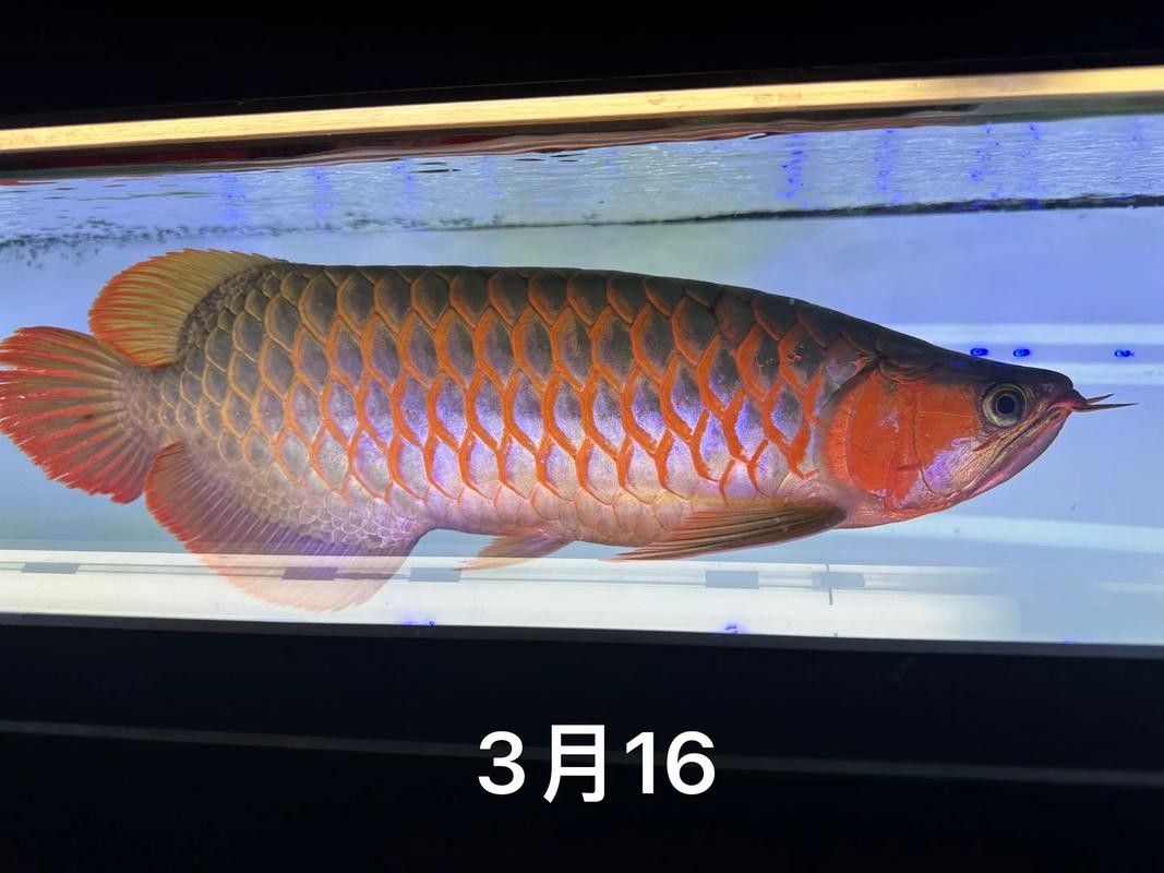 龍魚用什么燈光最好呢圖片