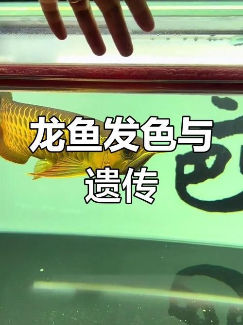 龍魚用什么燈光最好呢圖片
