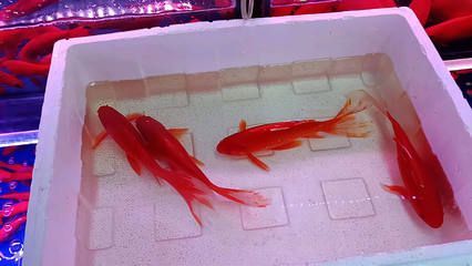 草金魚喂龍魚：關于草金魚喂龍魚的一些詳細信息 草金魚喂龍魚：關于草金魚喂龍魚的一些詳細信息 龍魚百科 第1張