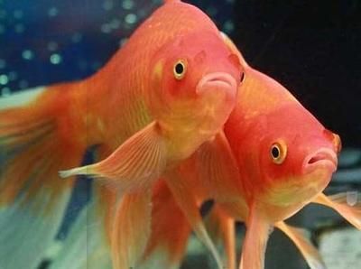 草金魚喂龍魚：關于草金魚喂龍魚的一些詳細信息 草金魚喂龍魚：關于草金魚喂龍魚的一些詳細信息 龍魚百科 第2張