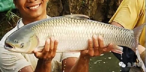 20厘米龍魚喂什么飼料長得快（20厘米以下龍魚吃什么比較合適龍魚喂什么比較合適）