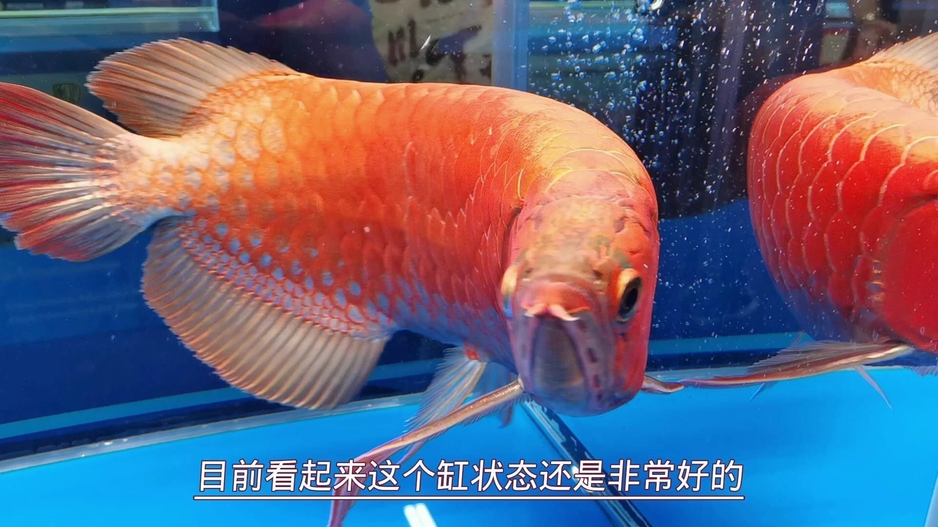 如何搜索到紅龍魚比賽視頻？