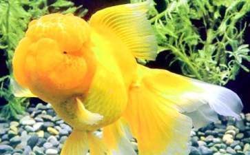 金龍魚的觀察日記350字
