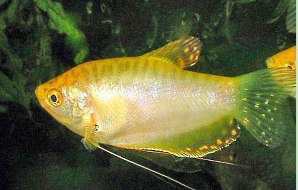 如何養好曼龍魚：養好曼龍魚需要注意以下幾個方面