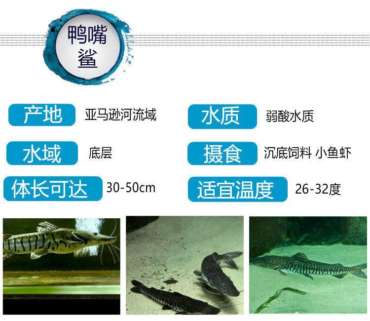 鴨嘴鯊魚混養適宜水溫范圍，鴨嘴鯊魚混養注意事項，鴨嘴鯊魚最佳混養伙伴