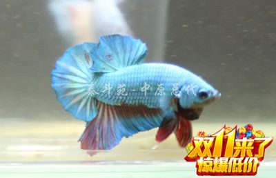 泰國斗魚批發(fā)：泰國斗魚批發(fā)及貨源基地
