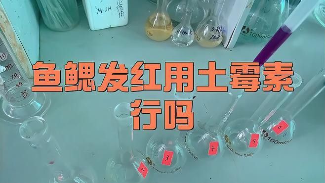 如何改善紅龍魚腮部顏色？ 如何改善紅龍魚腮部顏色？ 龍魚百科 第5張